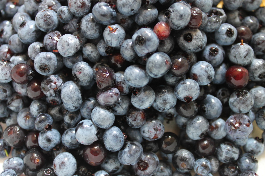 Blueberries Galore!